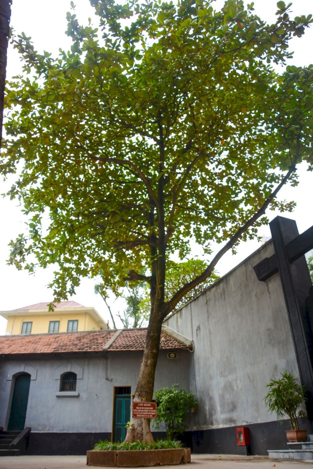 The Banyan Tree was a great emotional embrace to the prisoners